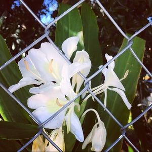 Meet your Posher, Lizzeth